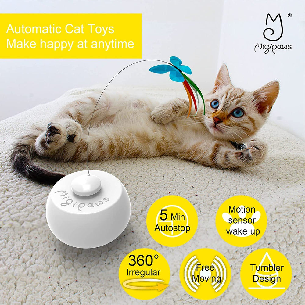 Migipaws détail du papillon battant attirant la chasse du chat