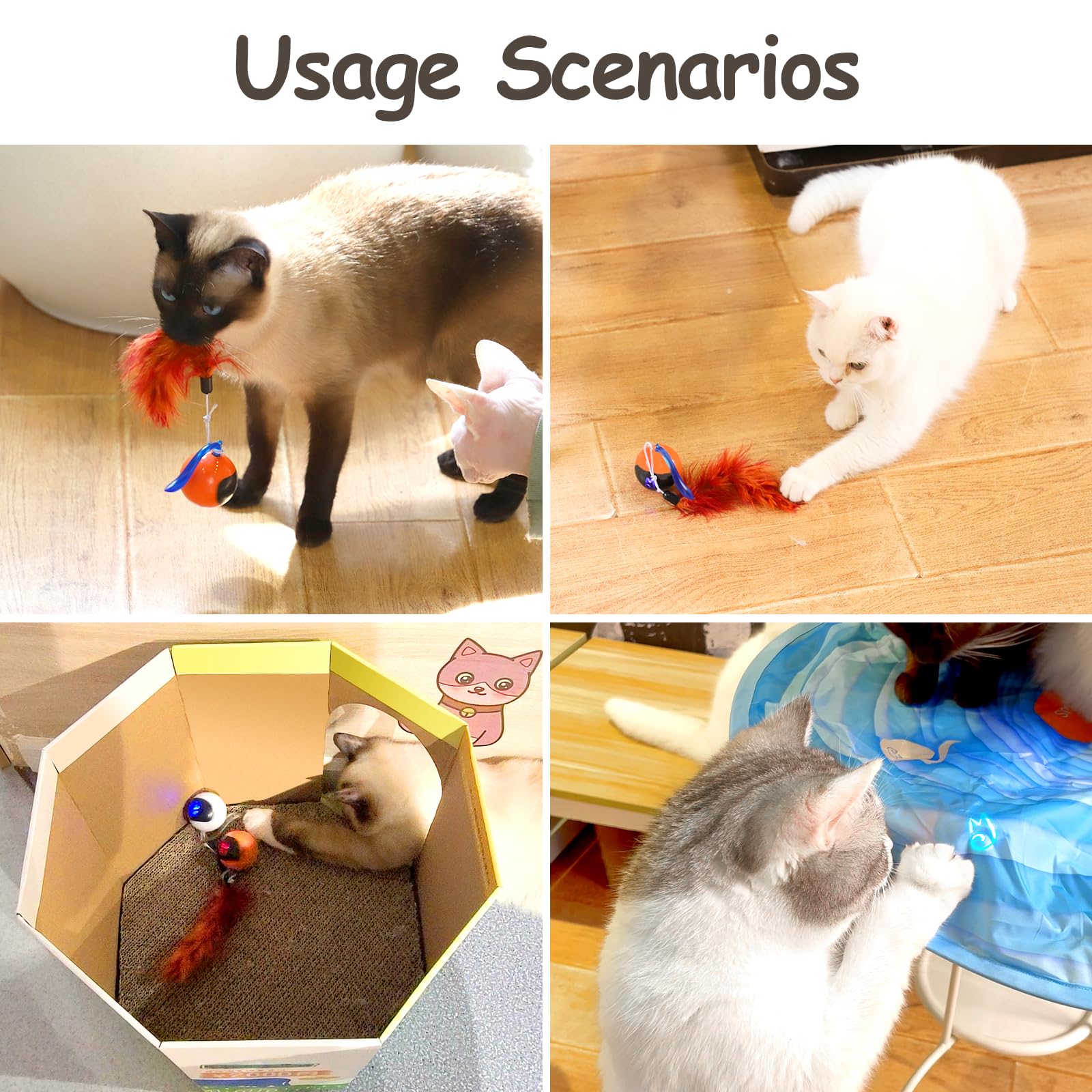 Migipaws en action chat poursuivant la balle pour activité physique ludique