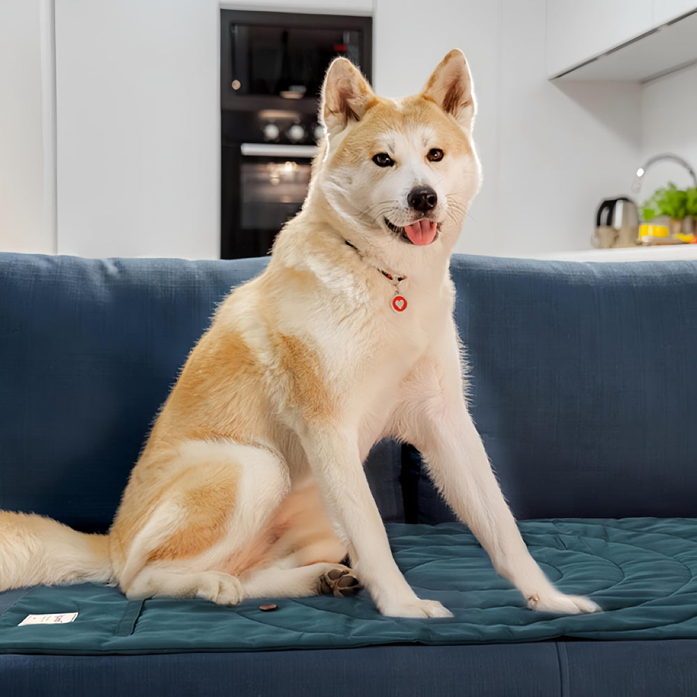 MikooMikoo tapis posé en intérieur comparaison taille pour chiens petits et moyens