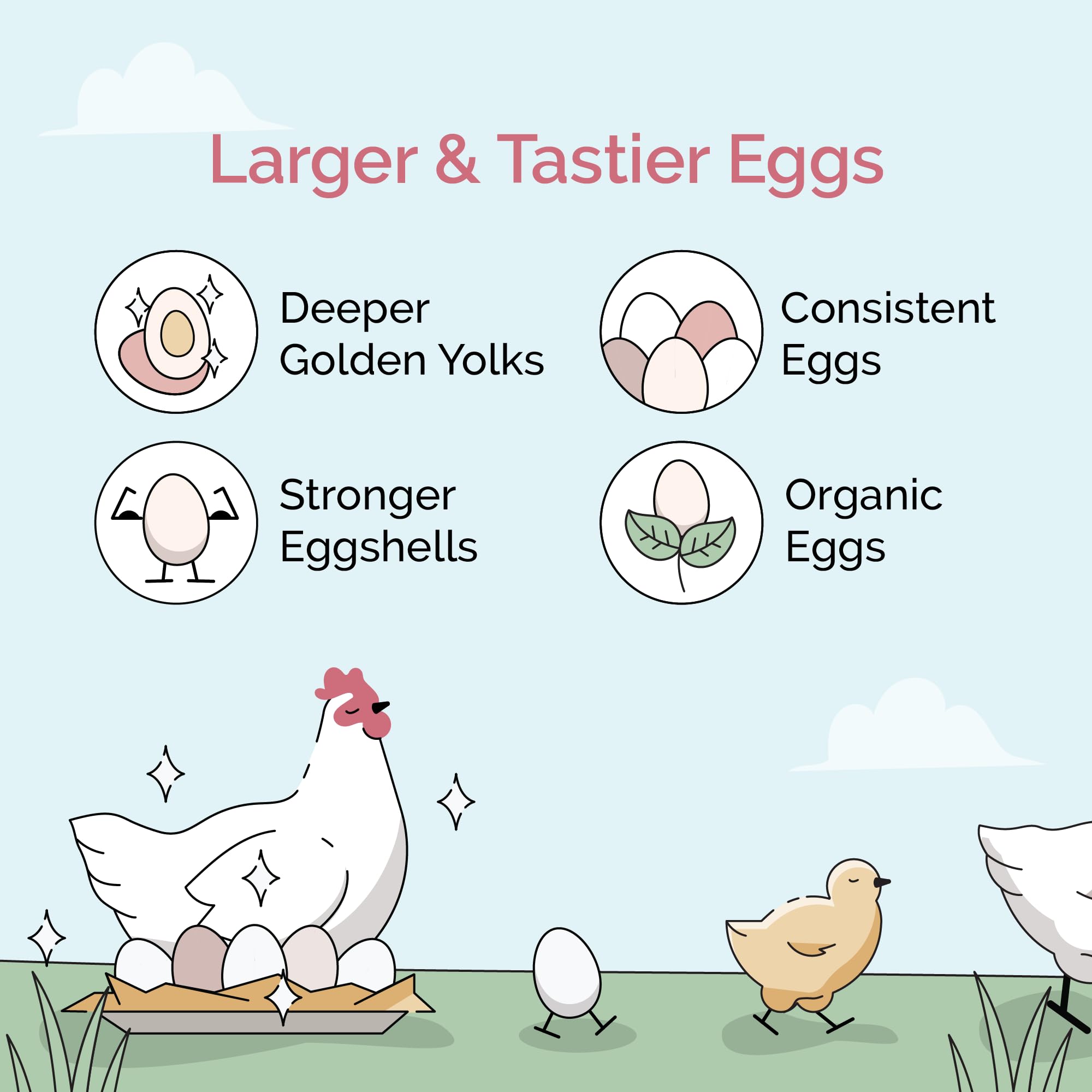 Mile Four poules picorant le produit, favorise appétit et activité