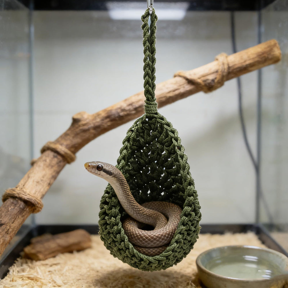 MinrzPet comparaison d'échelle montrant dimensions et adaptation terrarium