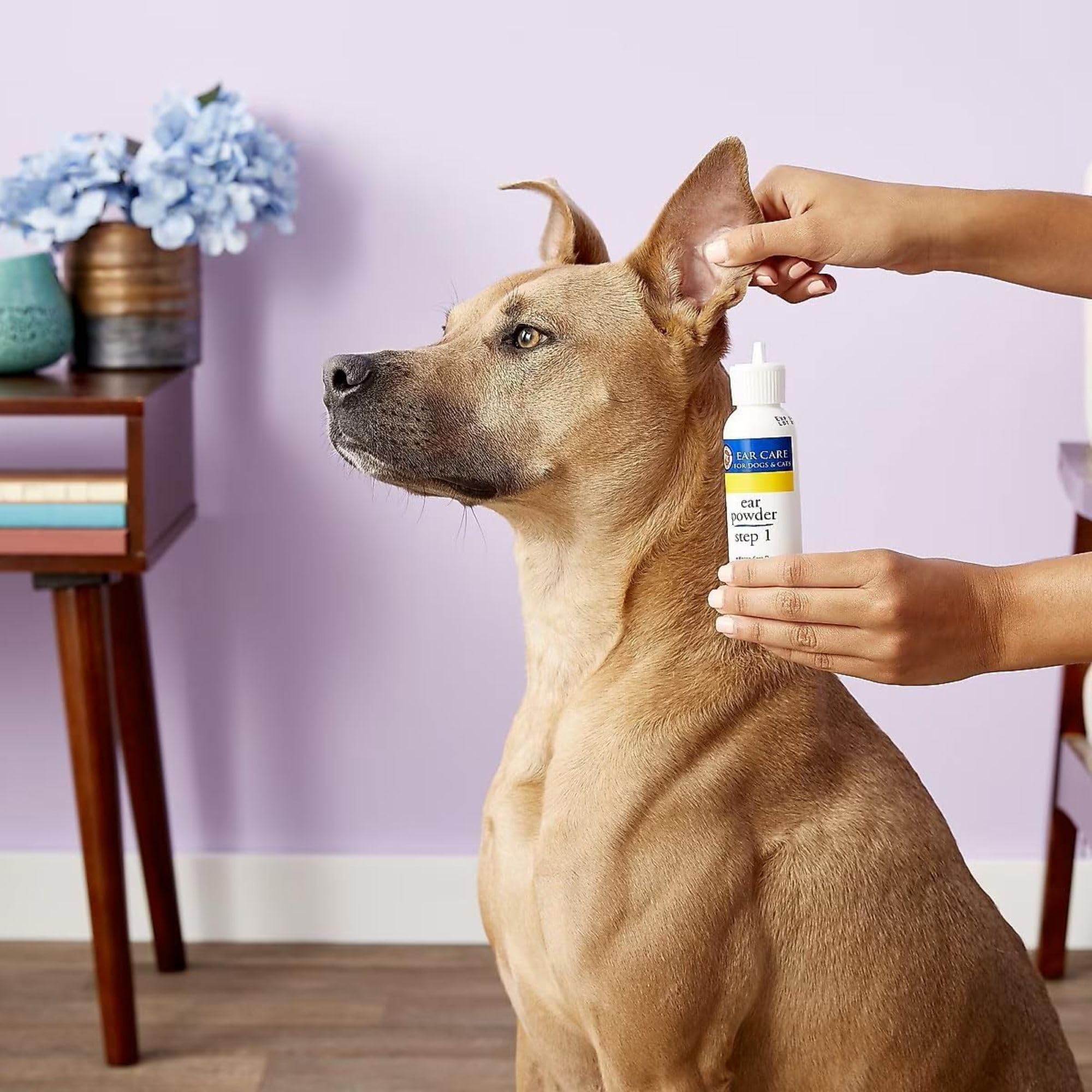 Miracle Care application sur oreille de chien réduit l'humidité