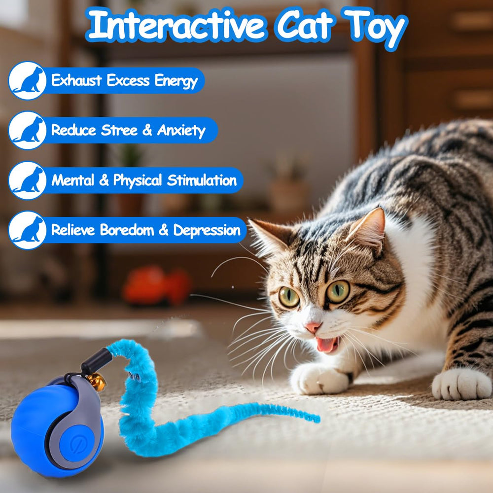 Mity rain comparaison d'échelle montrant taille adaptée aux pattes du chat