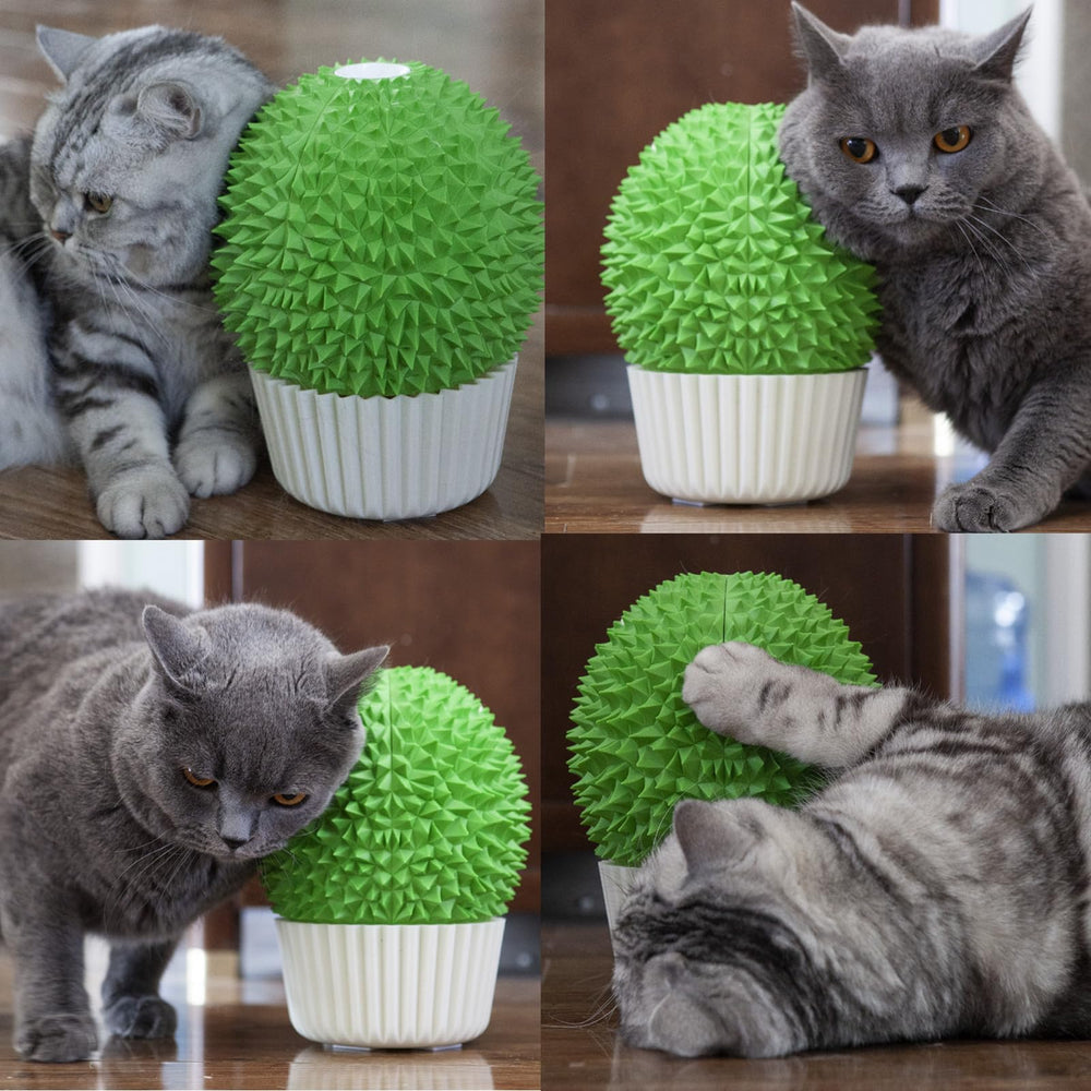 miwoowim emballage ouvert avec sachet de cataire inclus, attire le chat