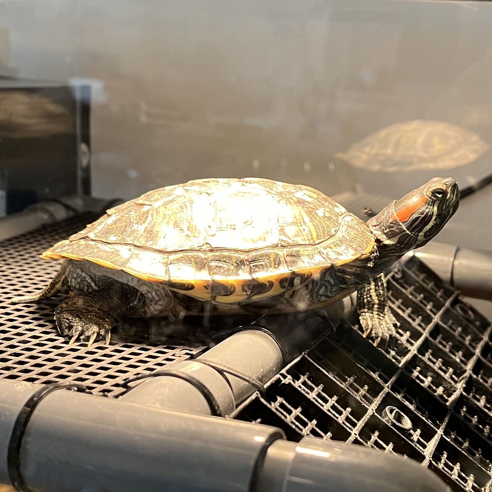 MLONDHSU comparaison taille montrant espace adapté pour tortue adulte