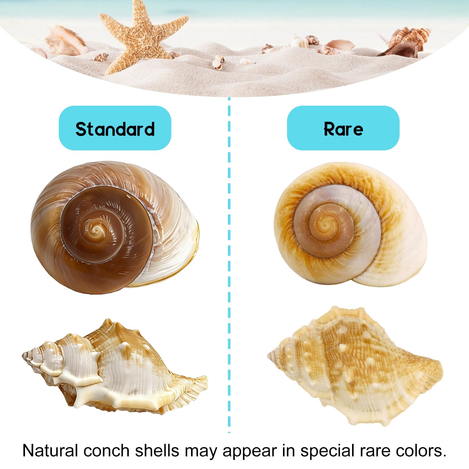 MOASIOP coquilles disposées en décoration de plage apportant charme naturel