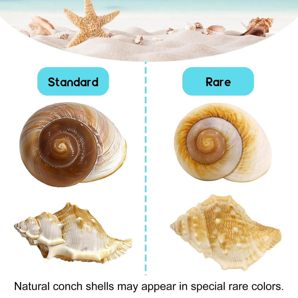 MOASIOP coquilles disposées en décoration de plage apportant charme naturel
