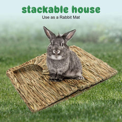 MODEMODE cochon d'Inde explore la maison, favorise le jeu et le grignotage sain