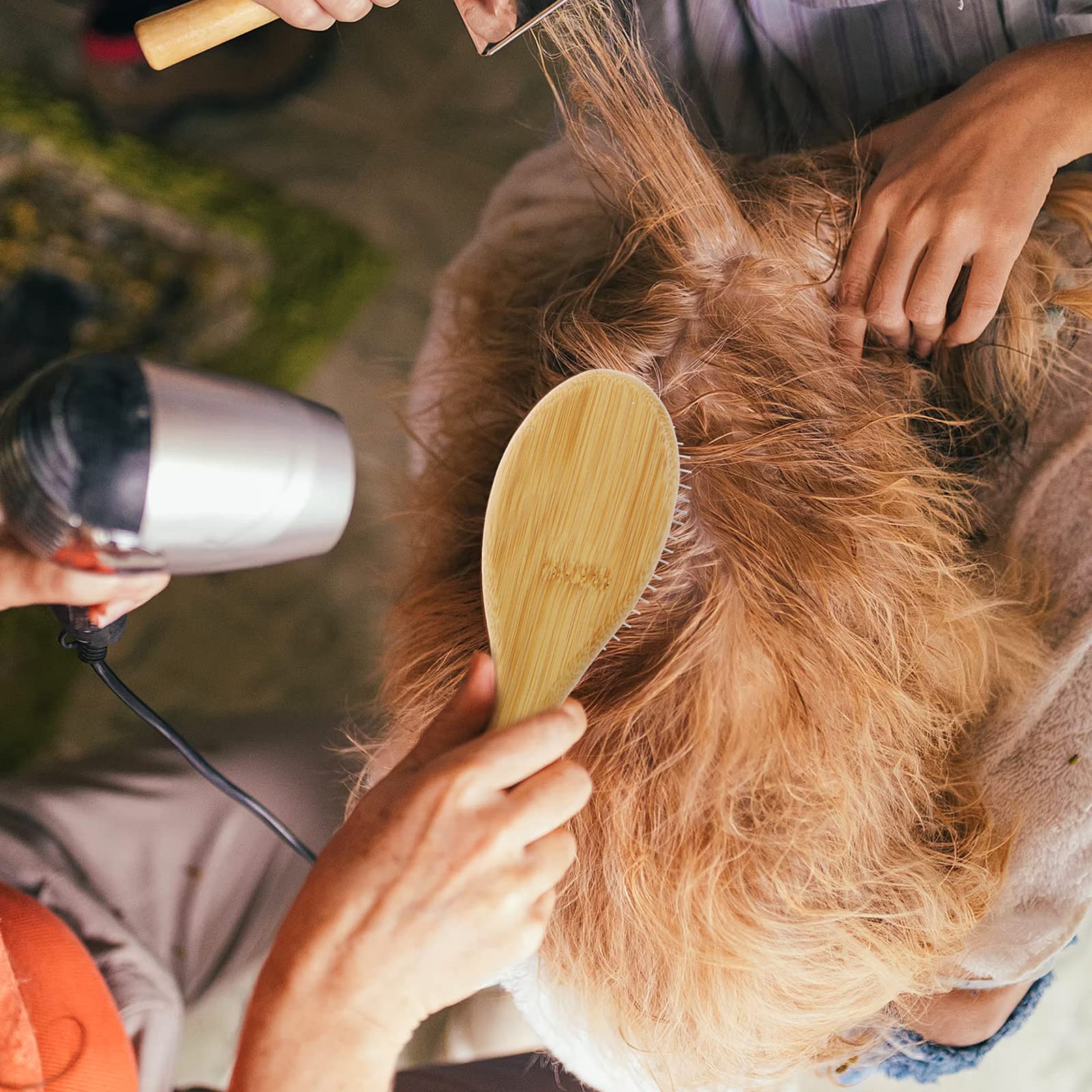 Molain brosse en action sur chien réduisant les nœuds et massant la peau