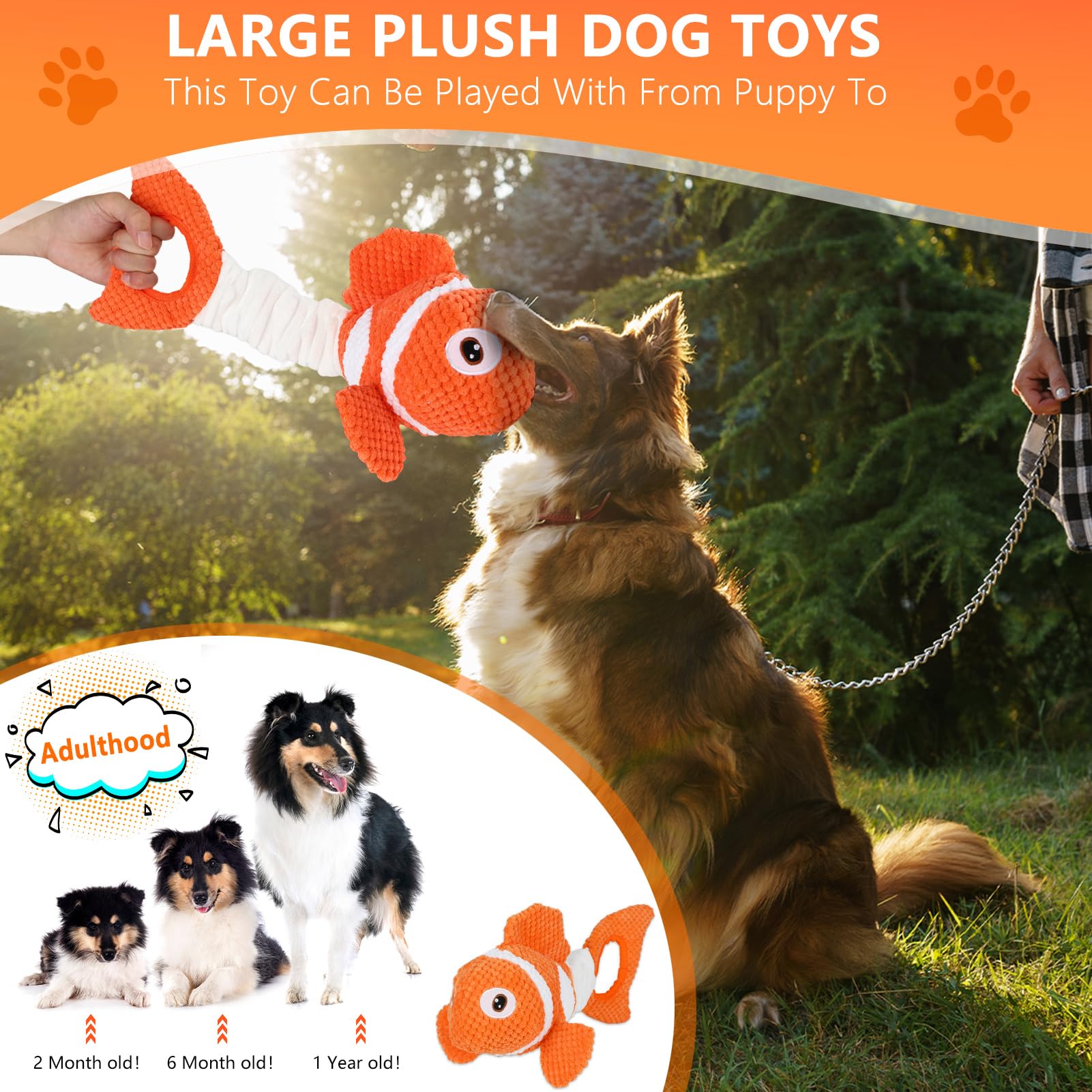 Molantaule clownfish chien en train de jouer, stimulation et activité physique visibles