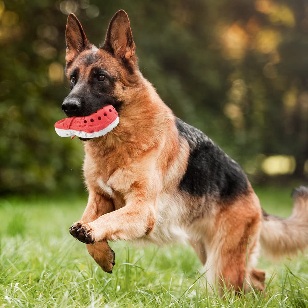 MONDOTOY démonstration nettoyage facile pour hygiène canine