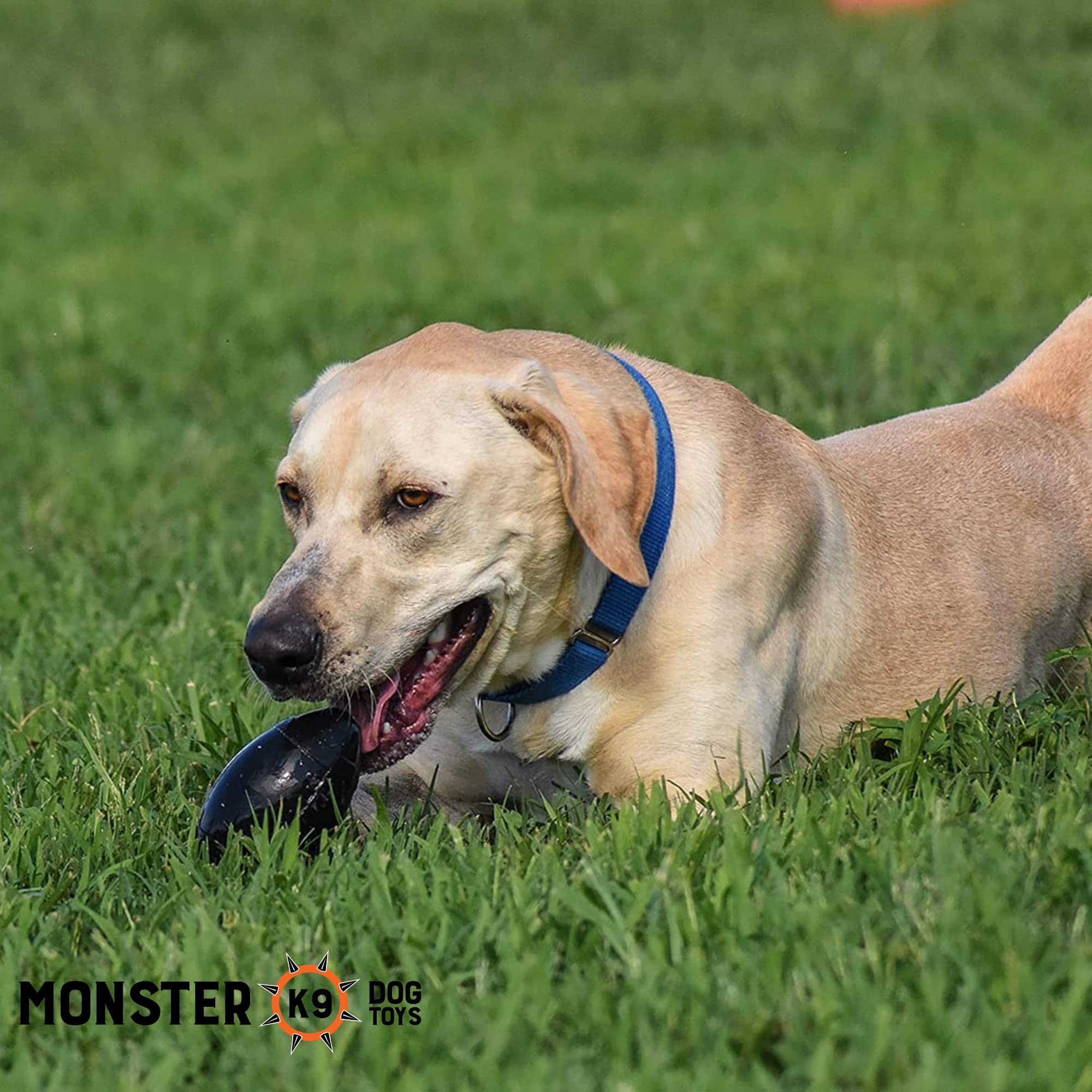 Monster K9 Dog Toys balle dans parc avec chien actif illustrant jeu sûr et plaisir