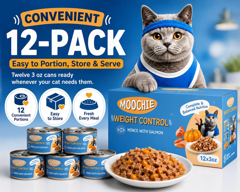 MOOCHIE chat mince et actif après gestion de poids pour mieux-être quotidien