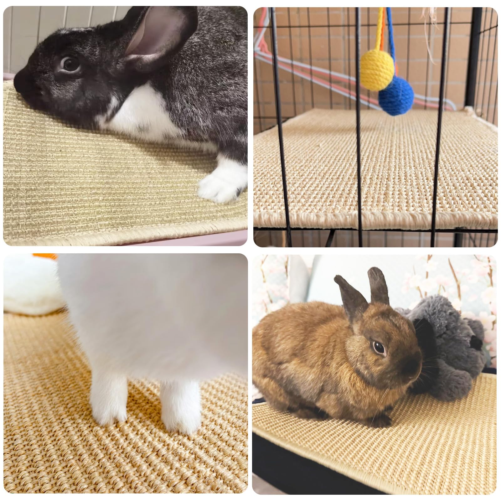 Mooydee lapin allongé sur le tapis démontrant confort et comportement sain