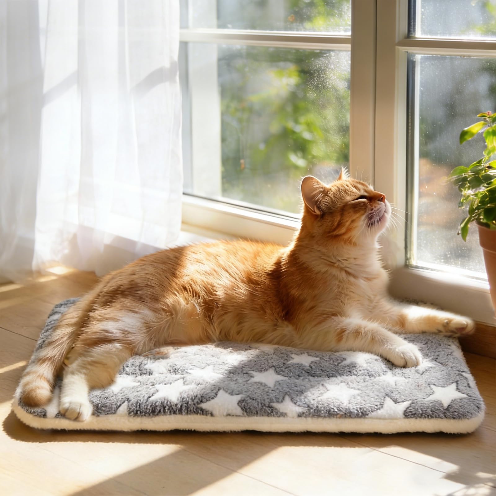 Mora Pets comparaison de taille avec petit chien, ajuste pour 15 lb