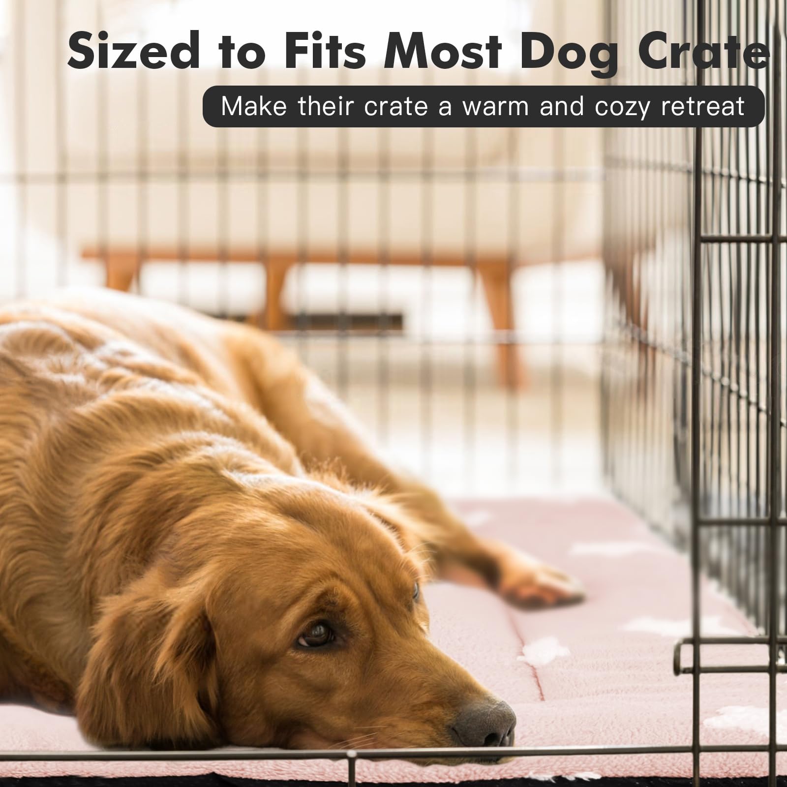 Mora Pets comparaison de taille montrant échelle pour petits chiens