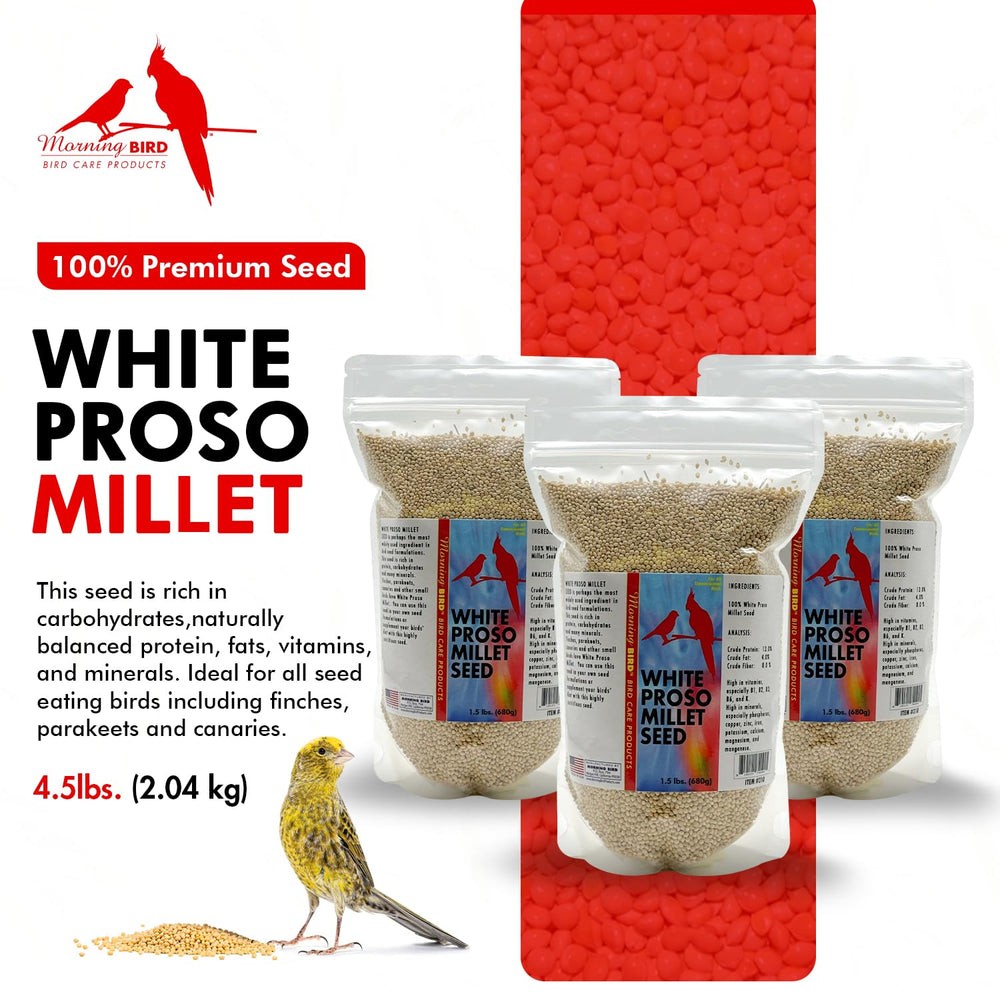 Morning Bird gros plan sur les grains de millet blanc montrant qualité et texture