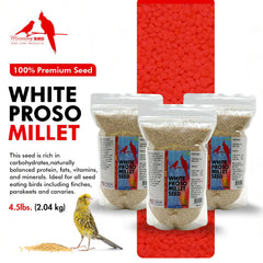 Morning Bird gros plan sur les grains de millet blanc montrant qualité et texture
