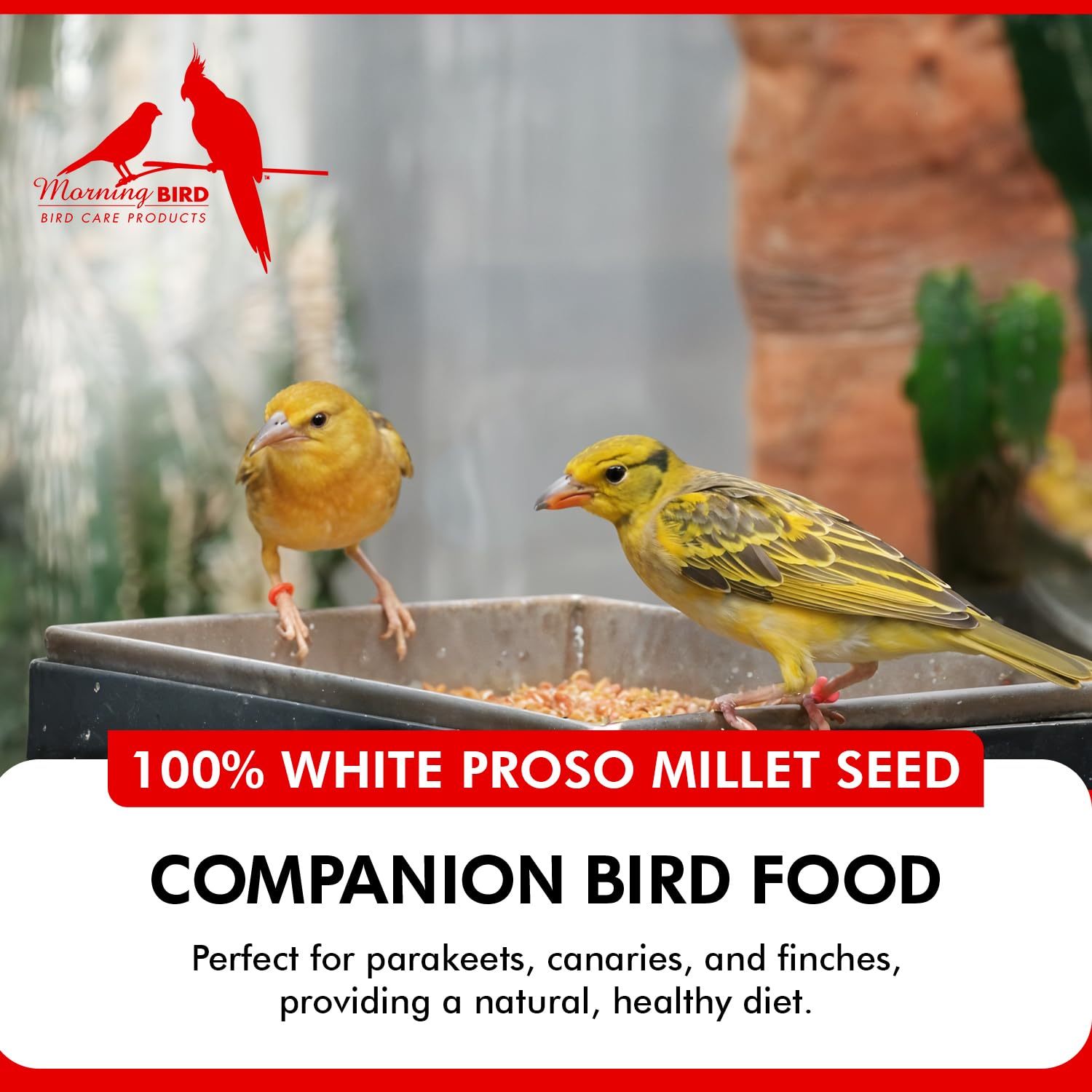 Morning Bird présentation lifestyle avec cage et sac, idéalisme pour éleveurs