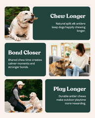 Mountain Valley Antlers chien mâchant l'andouiller, stimulation mentale et physique