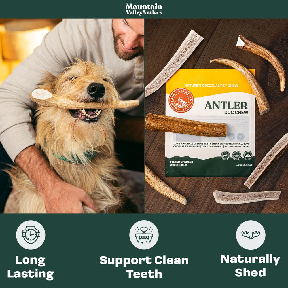 Mountain Valley Antlers chien mâchant antler stimulant occupation saine