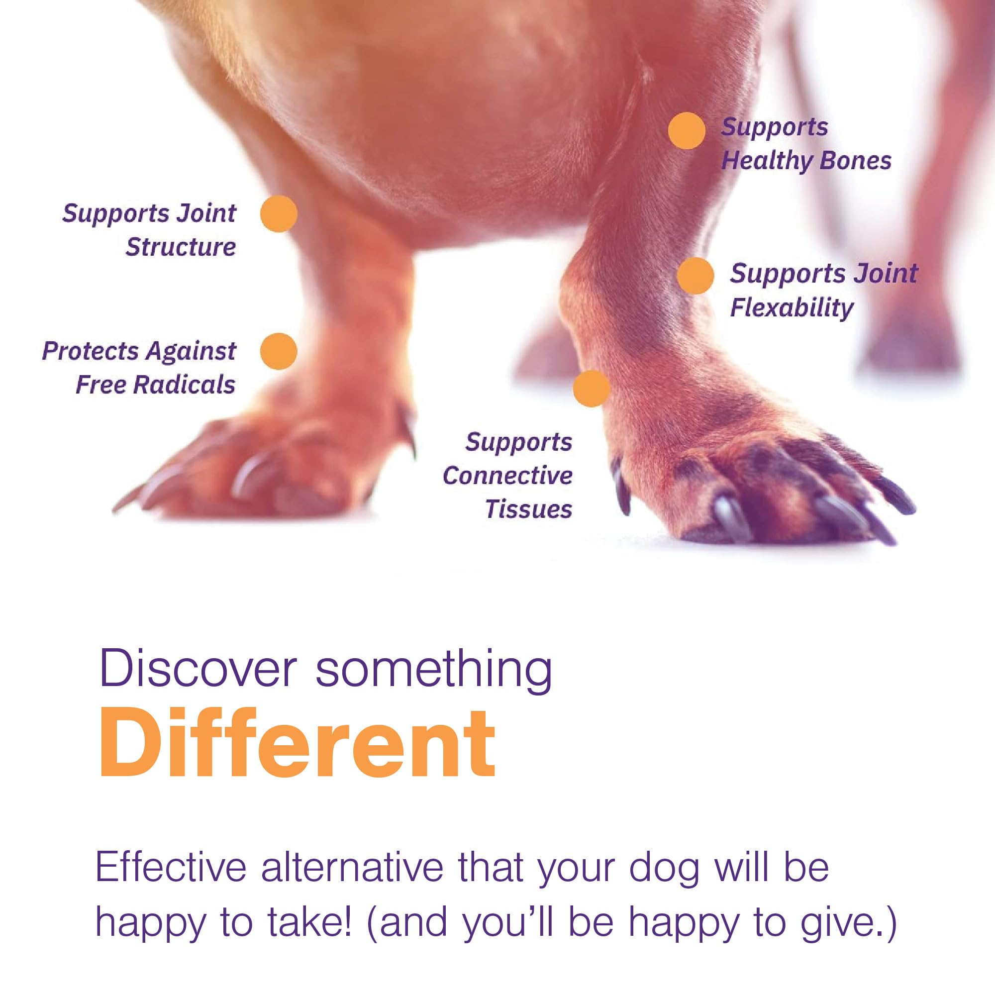 Chien acceptant une gomme MOVOFLEX en récompense, favorisant la compliance quotidienne
