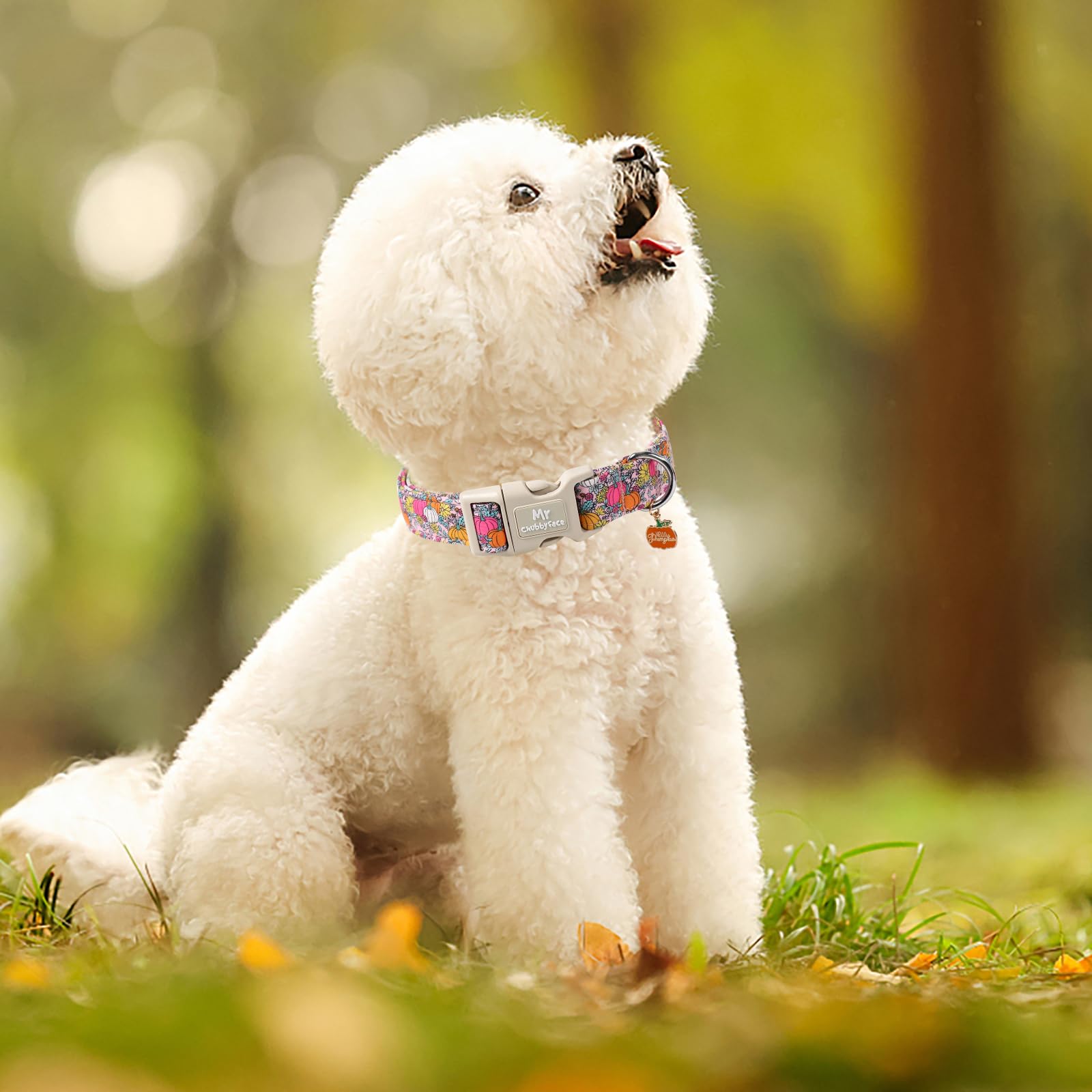 MR.CHUBBYFACE collier posé près d'un ruban mesure pour comparaison de taille