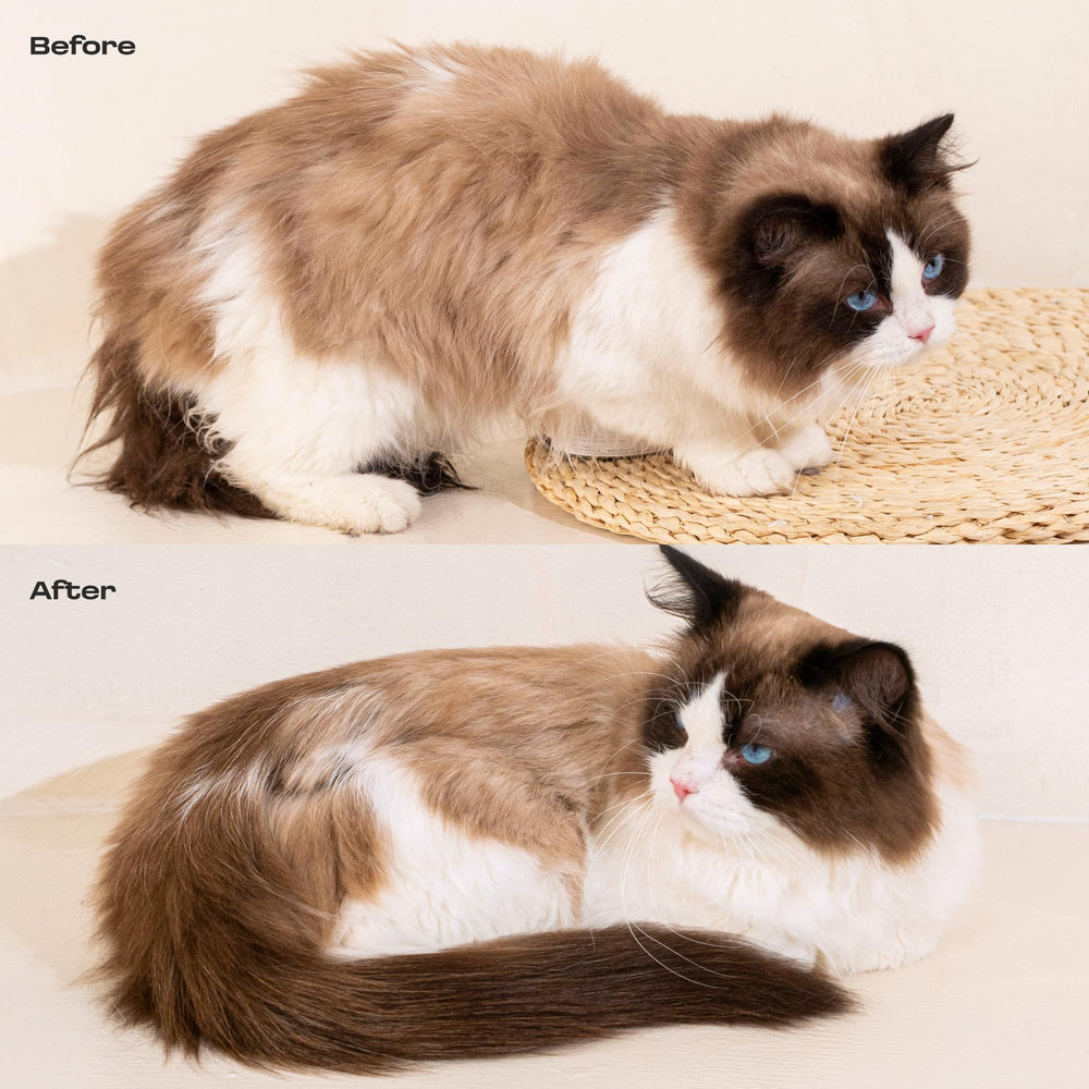 Muddi Pet chat au pelage propre et doux après utilisation du produit
