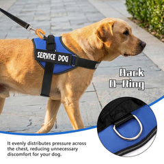 MUMUPET boucle rapide facile à enfiler pour gain de temps