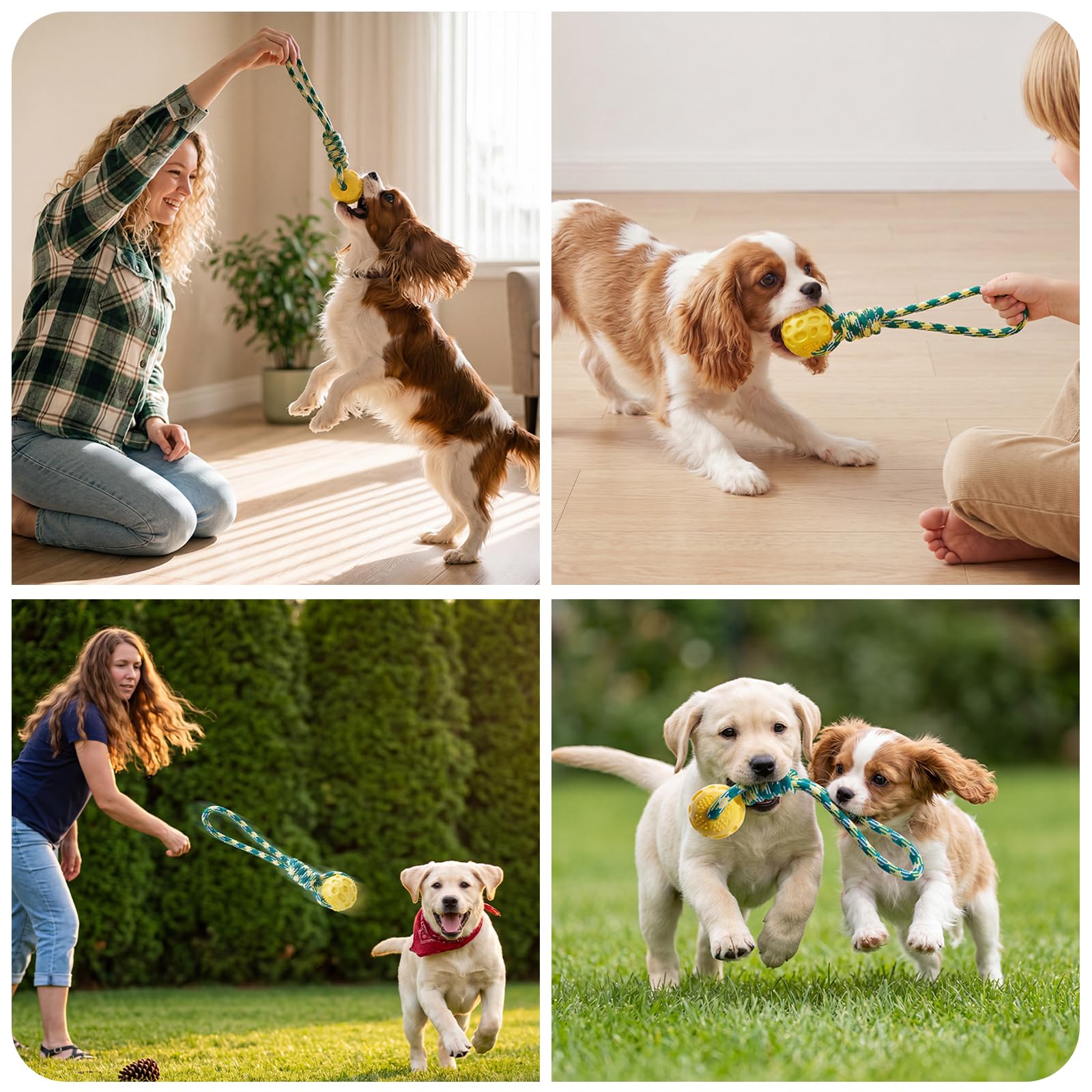 MuVaBesten chien rapportant la balle au parc, favorise activité extérieure
