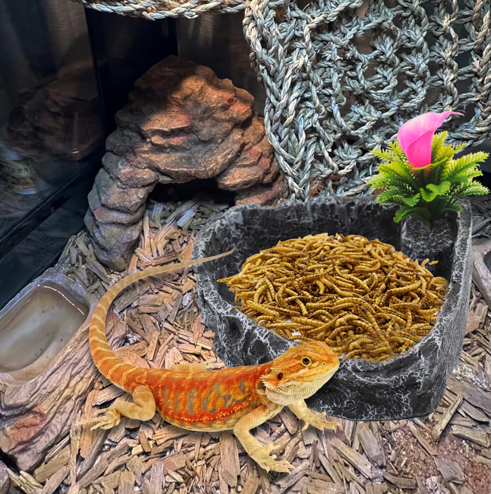 MUYG bol placé en coin de terrarium optimise l'espace et la stabilité