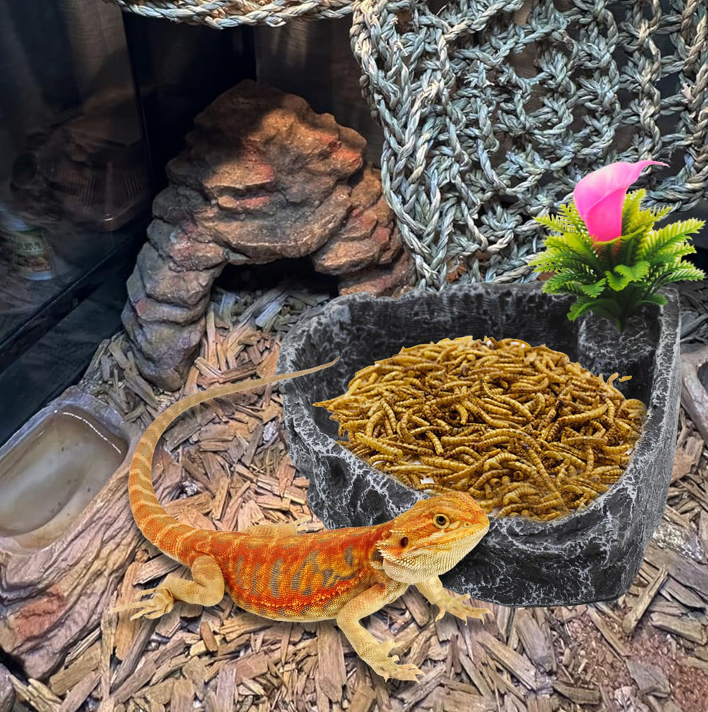 MUYG bol placé en coin de terrarium optimise l'espace et la stabilité