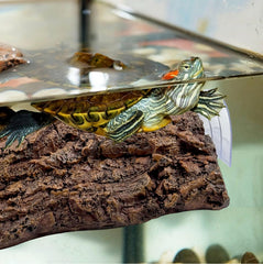 MUYG plateforme installée dans aquarium créant zone de repos