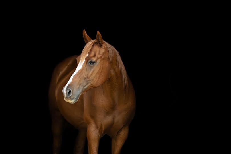 MVP MPV Vitamin E 5,000 et cheval en prairie illustre bien-être et alimentation équilibrée