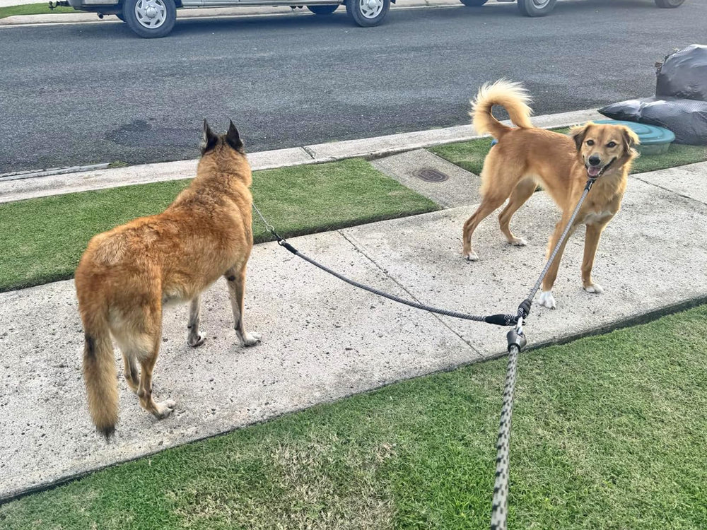 Mycicy en usage avec deux chiens pour promenades sans emmêlement