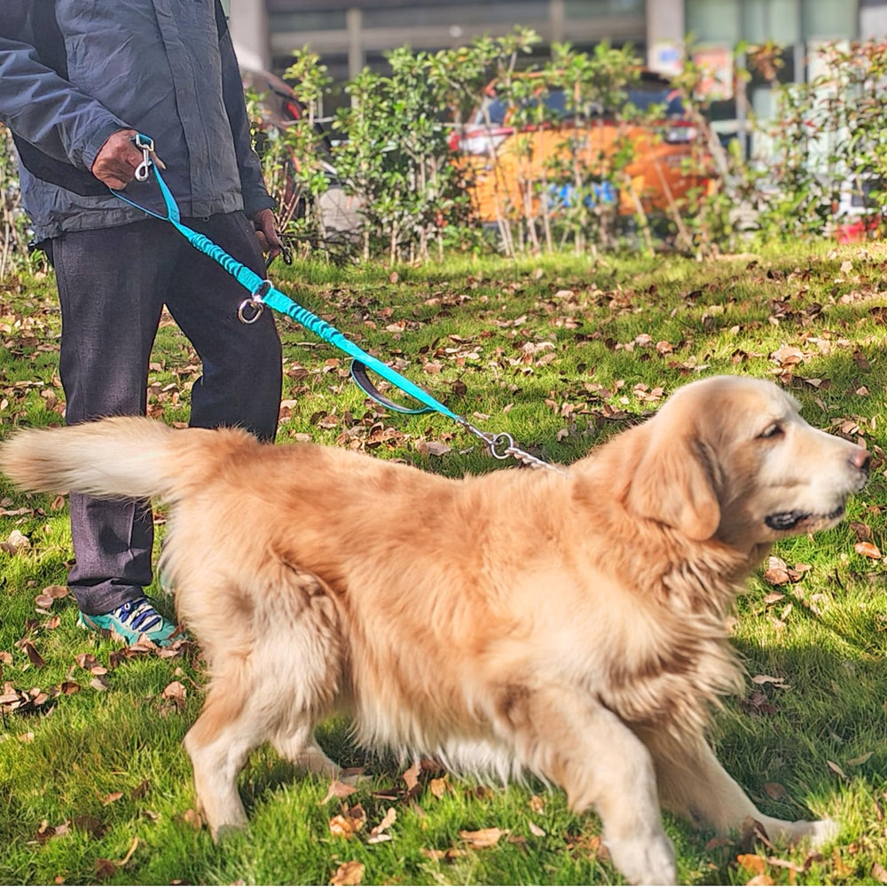 Mycicy promenade de deux chiens en ville montrant contrôle et espace