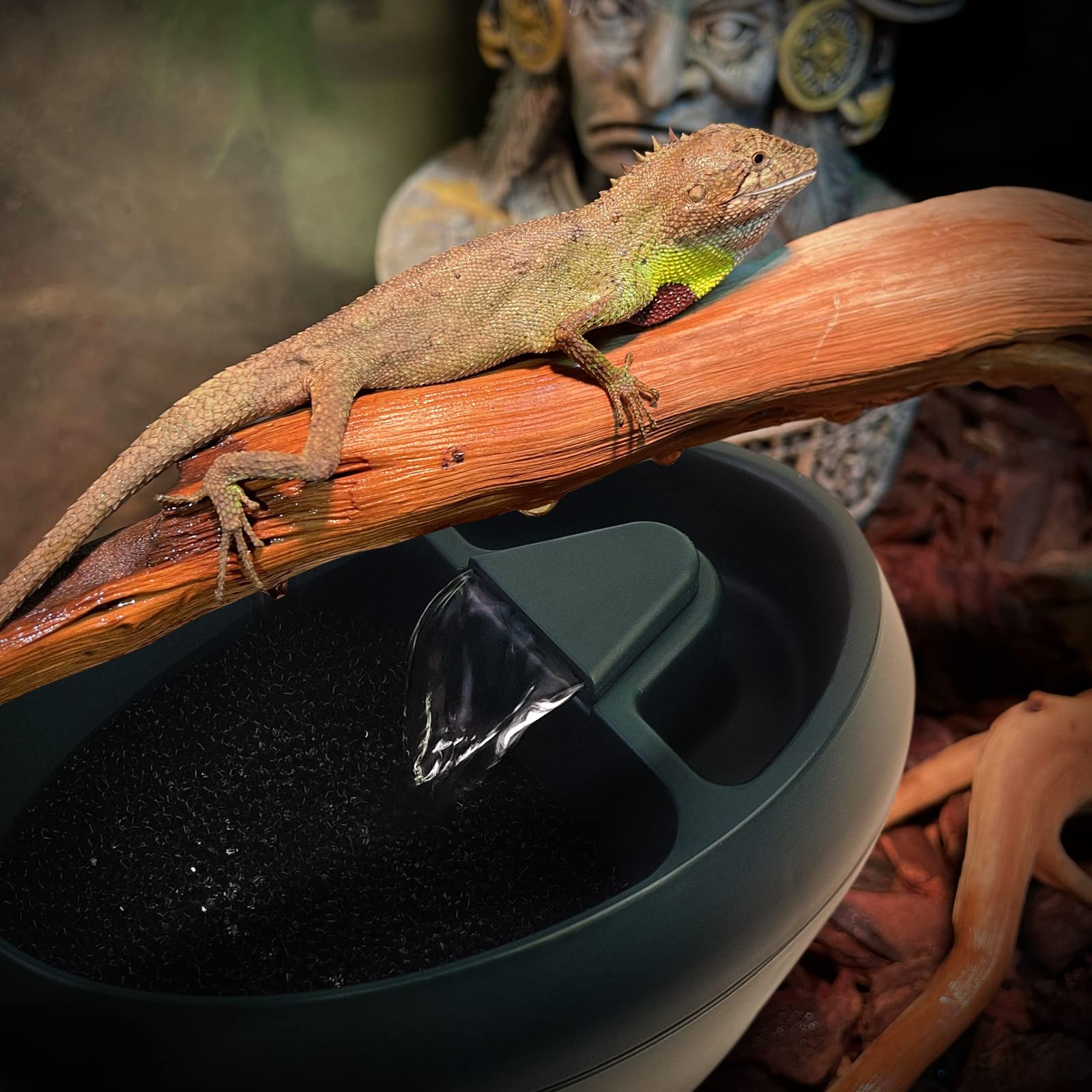MYGIIKAKA intégré dans terrarium avec lézard montrant usage naturel