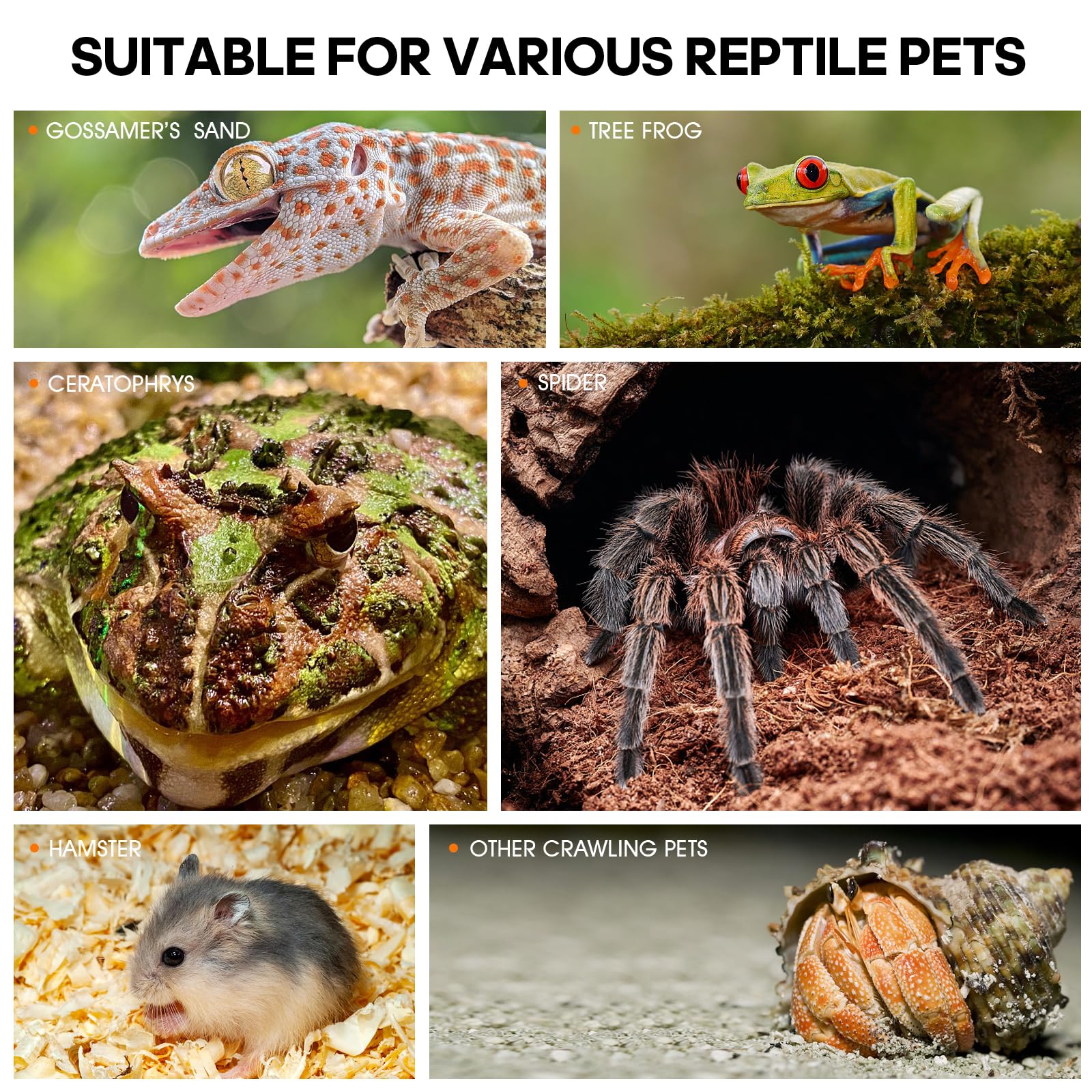 MYGIIKAKA terrarium en situation naturelle illustre aménagement et confort