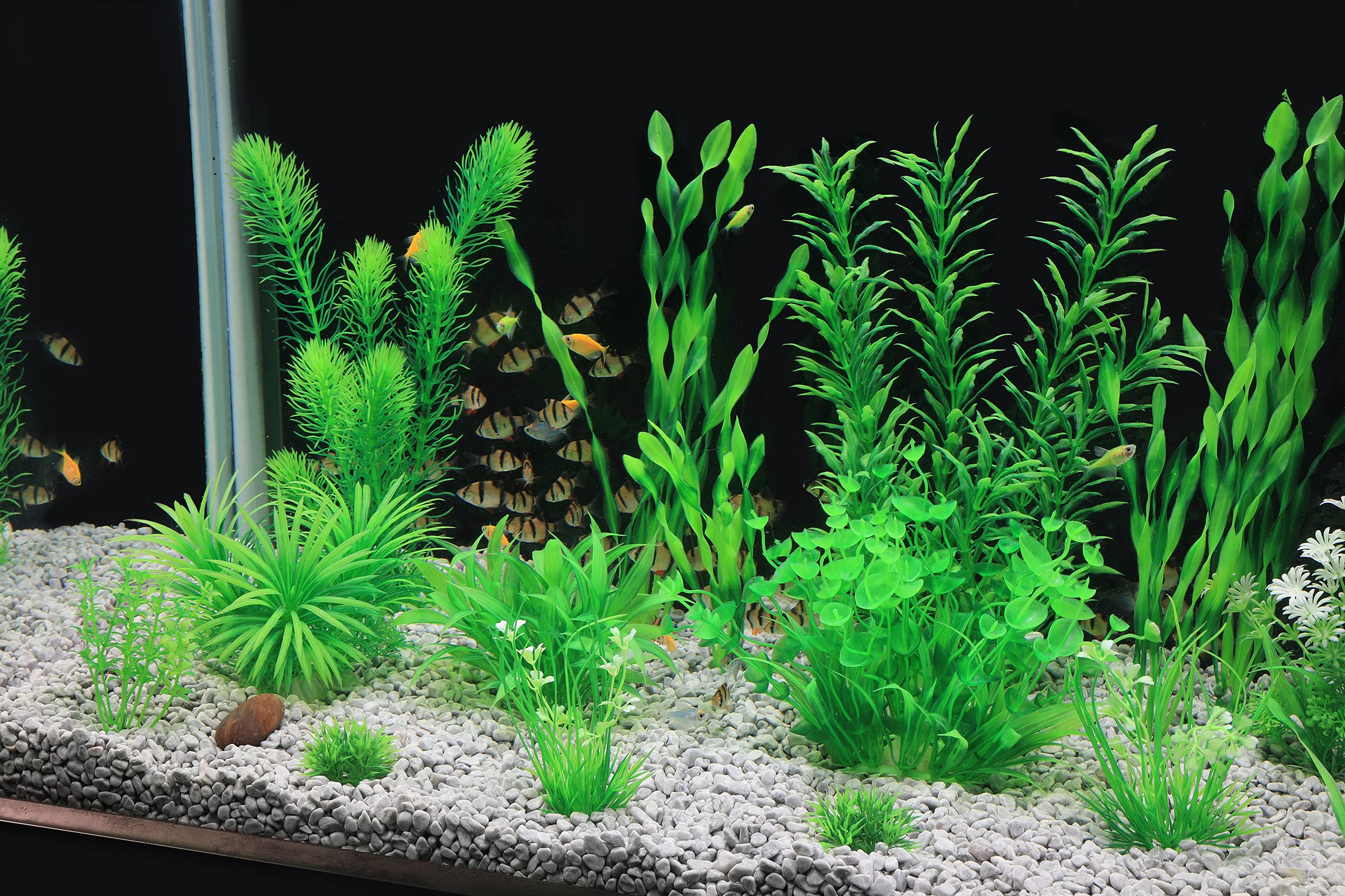 MyLifeUNIT plantes installées dans aquarium créant cachettes pour poissons