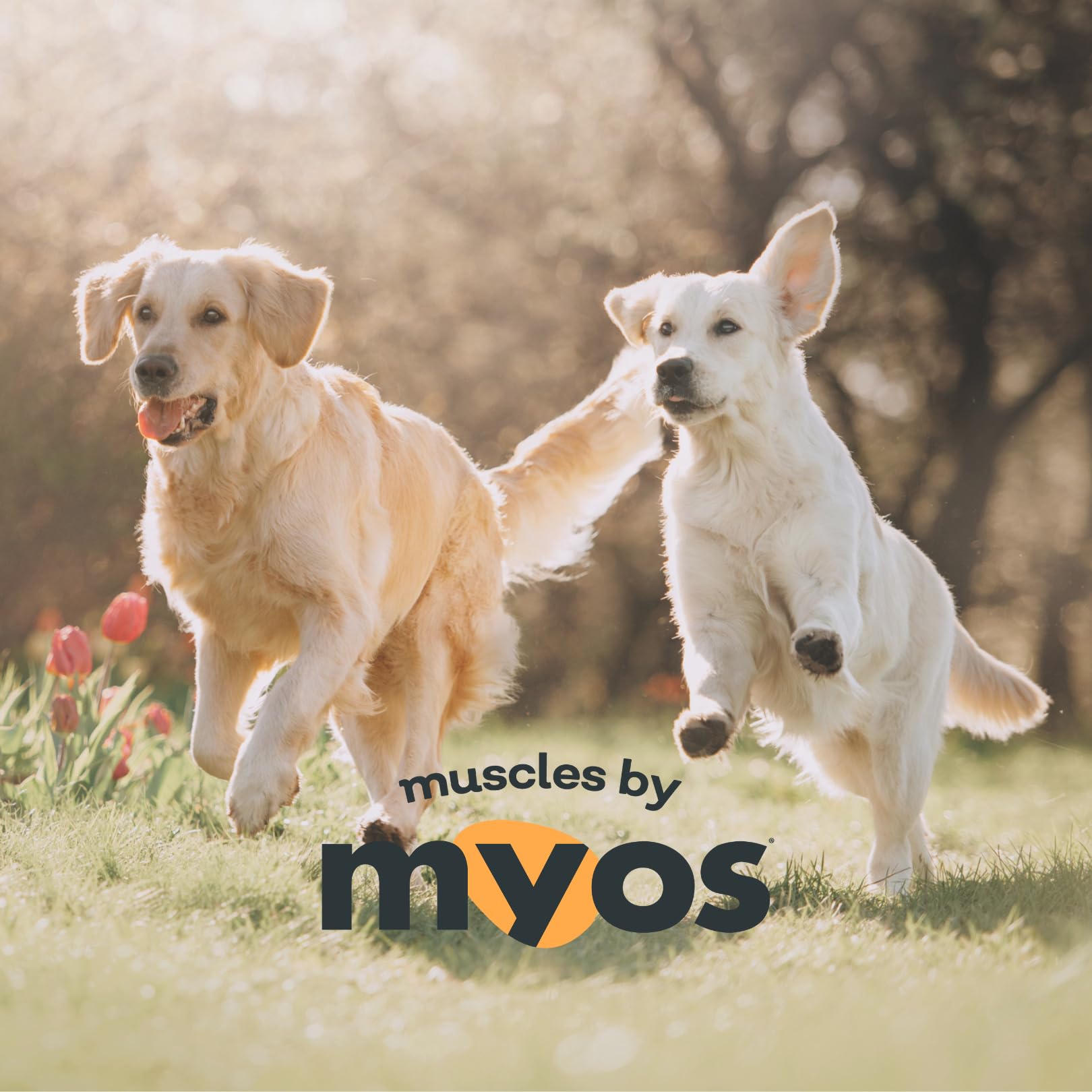MYOS CANINE MUSCLE FORMULA chien actif montrant bénéfice mobilité et énergie