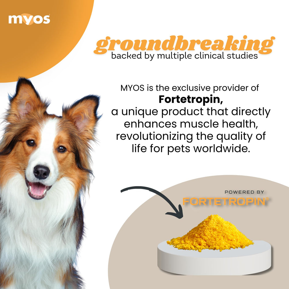 MYOS CANINE MUSCLE FORMULA mélangé à nourriture humide pour meilleure acceptation