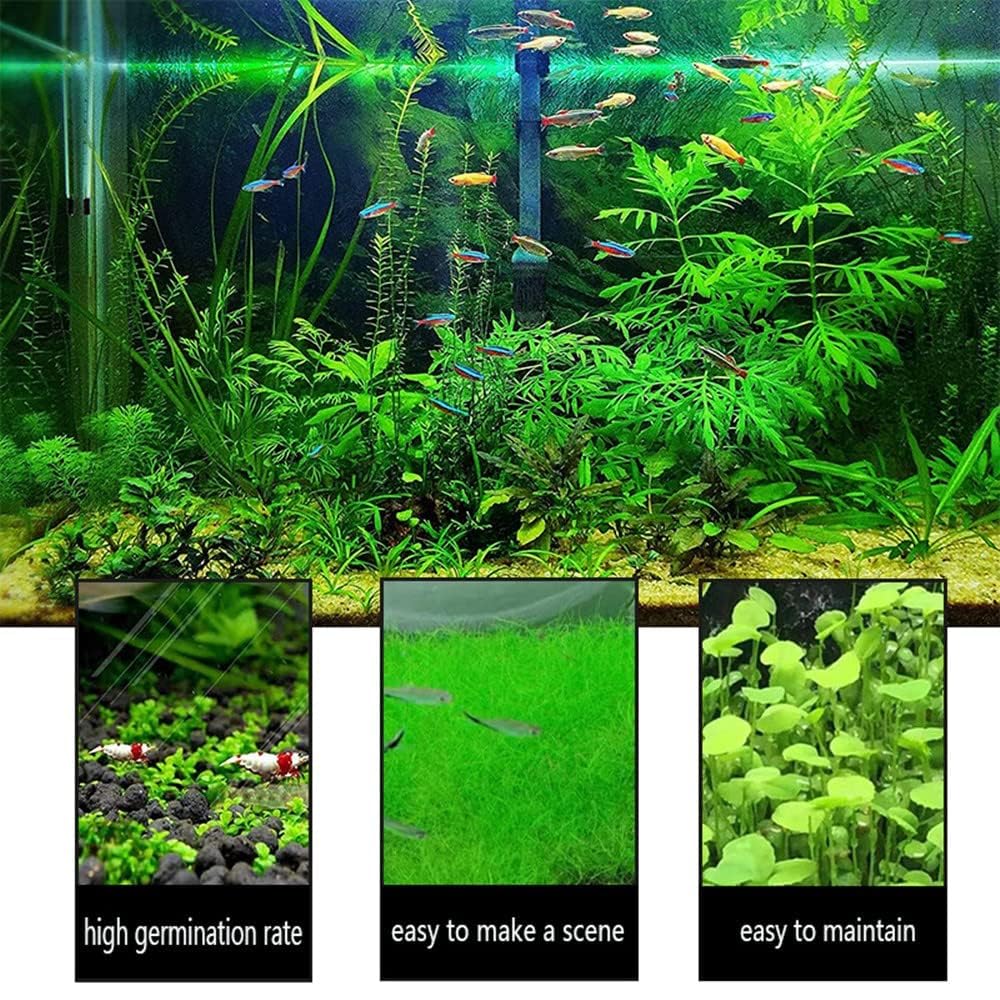 Mysteryhigh plantes en croissance dans aquarium apportant cachettes naturelles