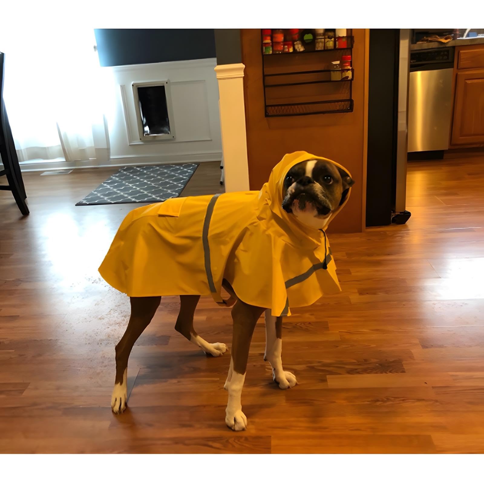 NACOCO manteau porté en promenade, confort et légèreté pour chien