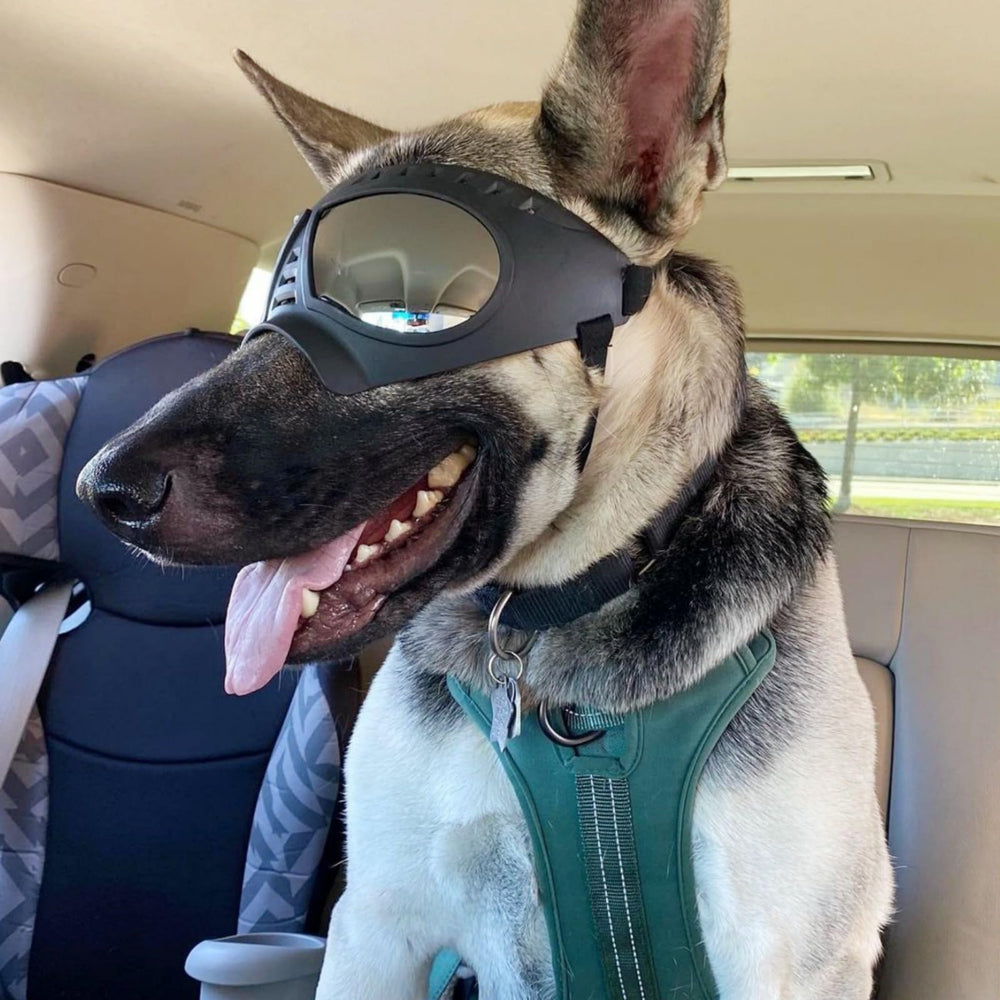 NAMSAN lunettes sur chien à fenêtre de voiture pour sécurité anti-projection