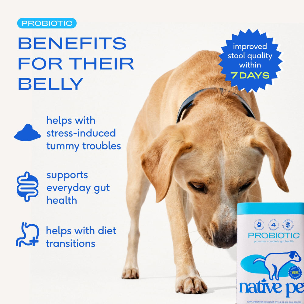 Native Pet cuillère remplie de poudre montrant dosage simple et pratique
