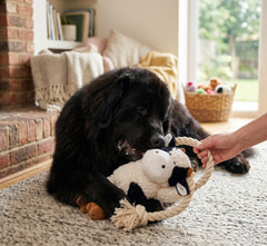 Native Pup jouet en usage tir à la corde renforçant lien maître-chien