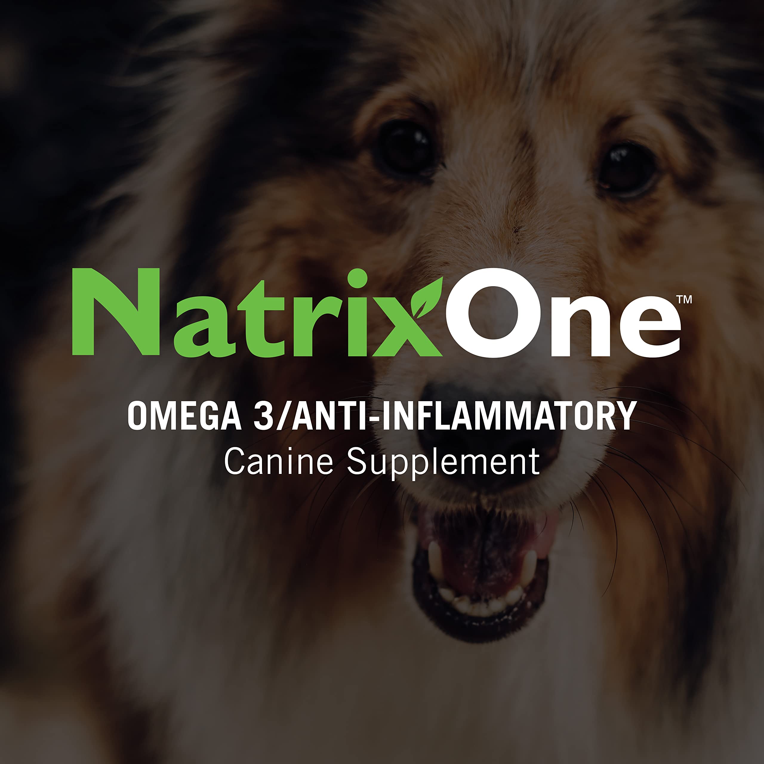 NatrixOne chien mangeant sa gamelle avec huile pour montrer pelage brillant