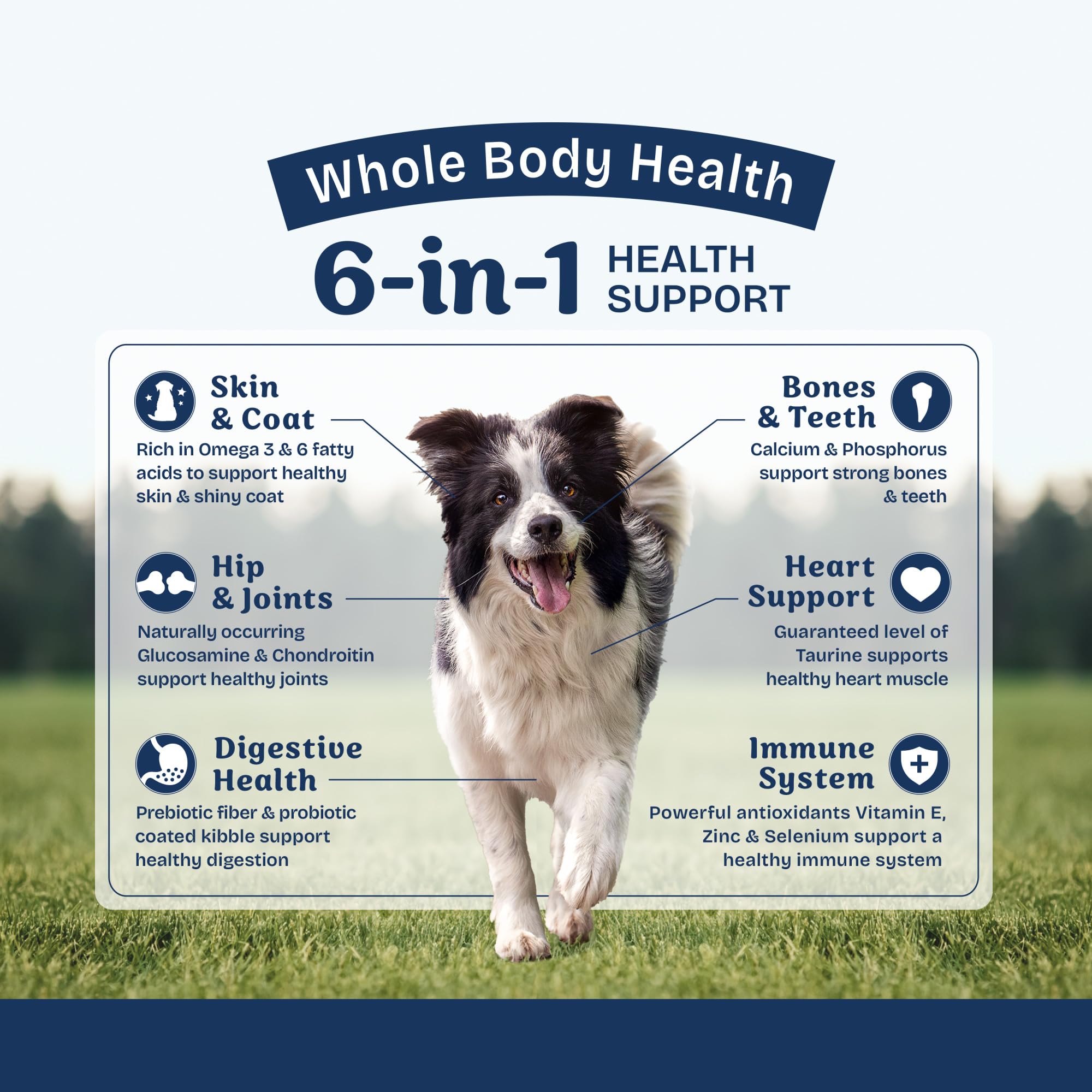 Natural Balance chien mange croquettes illustrant appétence et digestion douce