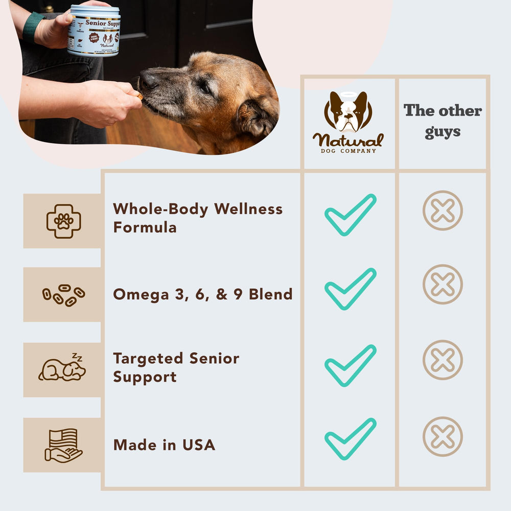 Natural Dog Company chien senior actif en extérieur montrant vitalité retrouvée