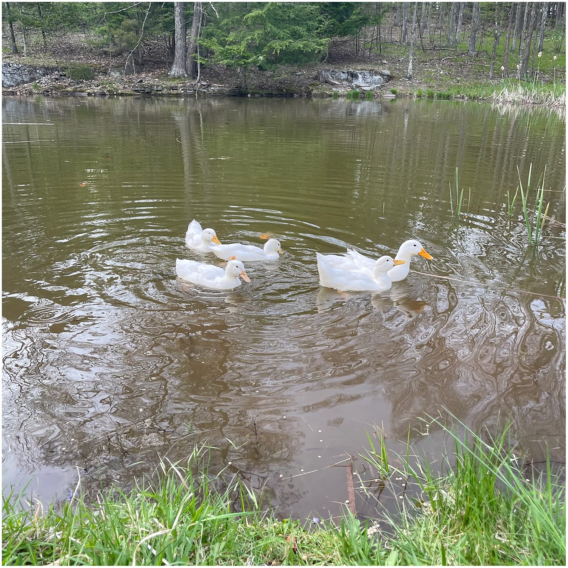 Natural Waterscapes canard et oie consommant les granulés, alimentation accessible